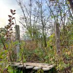 The Old Davis Farm Cemetery just outside of Sims, North Carolina